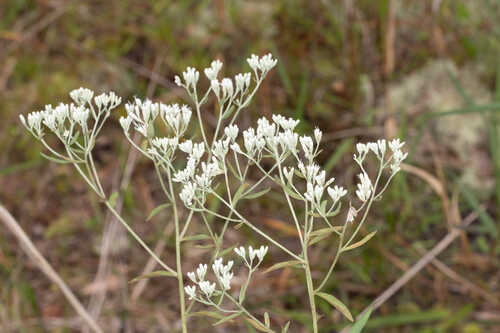 Eupatorium mohrii #1